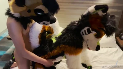 Cold evening, Palacewolf rams his needy furry partner doggystyle on the hotel sheets