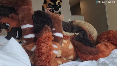 In the hotel room, PalaceWolf grips his spotted furry partner's hip and pounds them hard from behind
